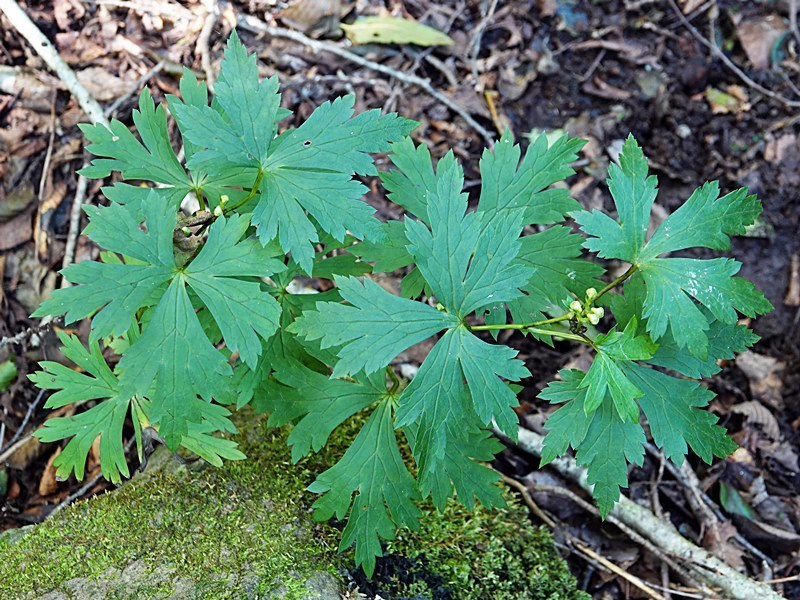 ヤマトリカブト ふふりりお