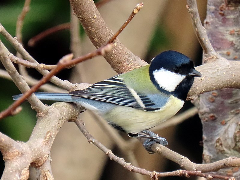 シジュウカラ ふふりりお